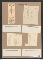 Navicula sp. (de-Toni-Nr.: Genus 1) Zeichnungen Sammlung Grunow Nr. 1631 (NHMW-BOT-W0368190)